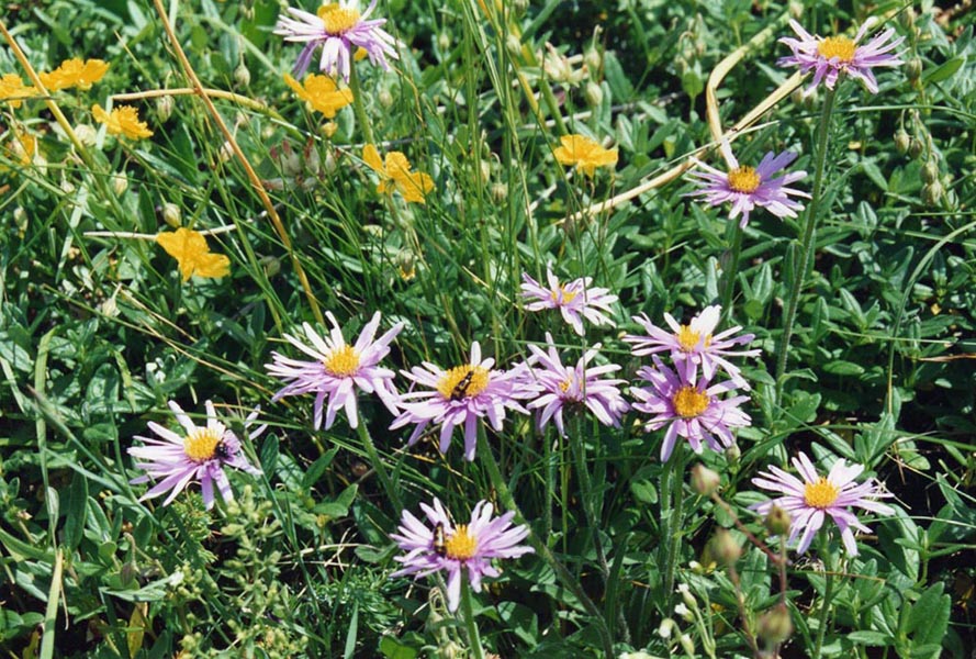 Aster alpinus